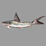 Ayre fish 2K+ Each