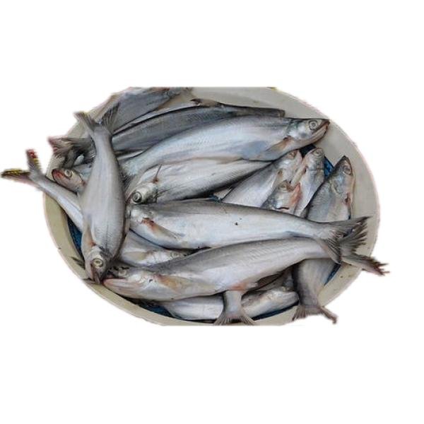 Bacha Fish Block