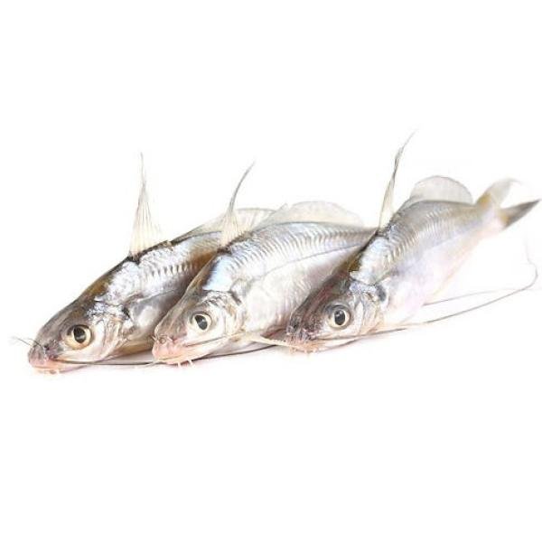 Gulsha Tengra Fish Block