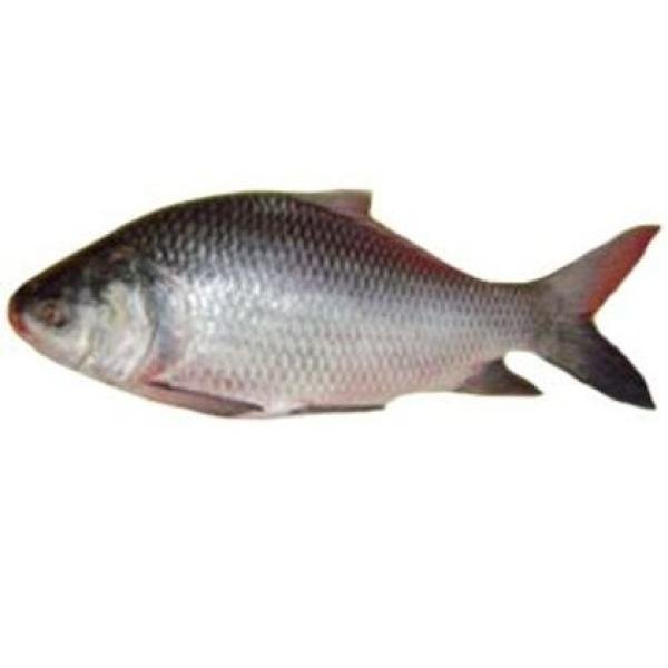 Katla Fish 9kg+