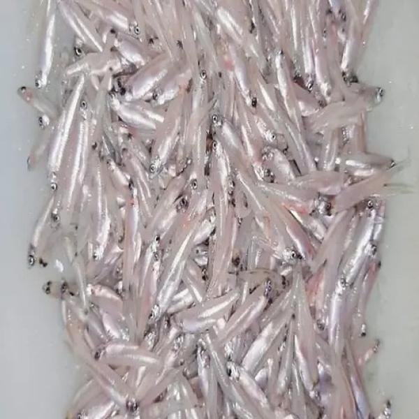 Keski Fish Block