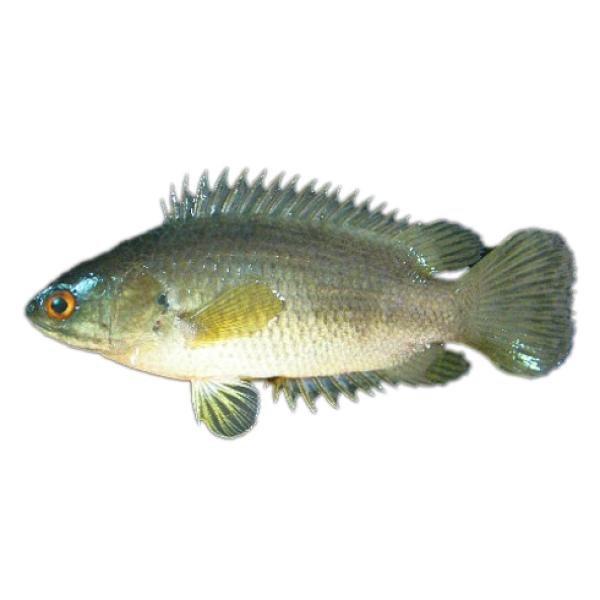 Koi Fish Block Ibco