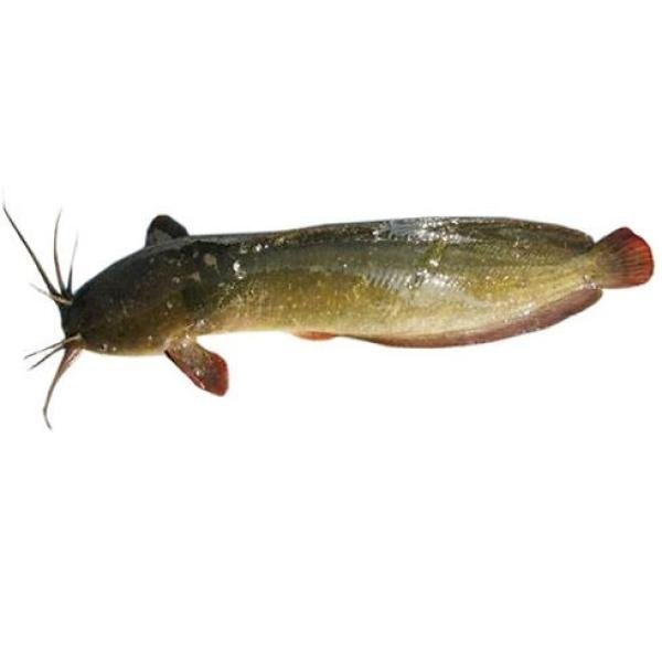 Magur Fish Block
