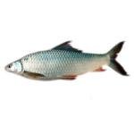 Mrigal Fish 4K+ Each