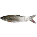 Nola Fish Block