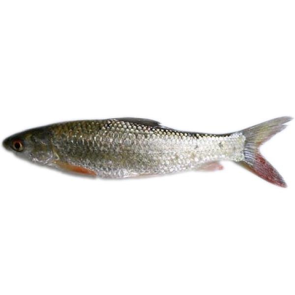Nola Fish Block