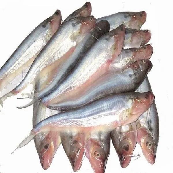 Pabda Fish Block