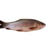 Rohu Fish 6.3K £3.69 Per Kg