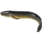 Shoil Fish