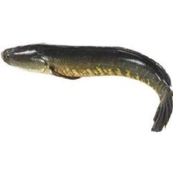 Shoil Fish
